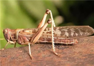 孕婦能不能吃蝗蟲 哪些地方的人喜歡吃蝗蟲(外國(guó)人吃蝗蟲嗎)