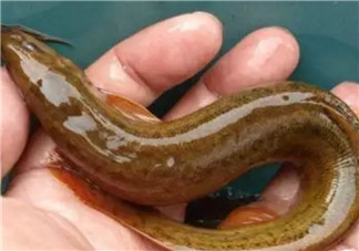 孕婦泥鰍能吃嗎 孕婦吃泥鰍搭配禁忌有哪些