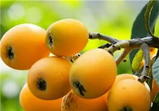 孕婦吃枇杷對(duì)胎兒好嗎 孕懷孕期間可以吃枇杷嗎