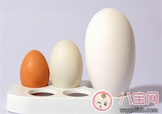懷孕怎么吃鵝蛋    懷孕吃鵝蛋有哪些好處