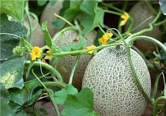 孕婦吃哈密瓜有哪些好處 孕婦吃哈密瓜的注意事項有哪些