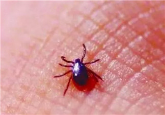 寶寶被蜱蟲咬了癥狀圖片 寶寶被蜱蟲咬和蚊子咬癥狀對比圖片區(qū)別