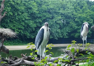 2017七夕節(jié)全家出游  看看長隆親子攻略